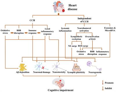 Heart–brain interaction in cardiogenic dementia: pathophysiology and therapeutic potential